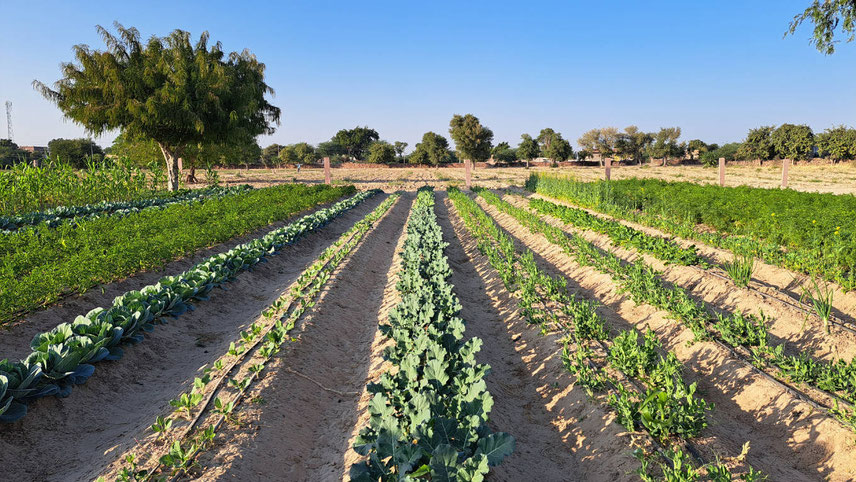 A farm in arid Jodhpur grows about 80 types of edibles, including many exotic vegetables and fruits