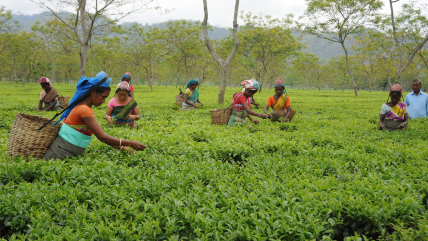 The pressing need of the hour is that the industry should work aggressively to promote tea in the country and also explore new export markets
