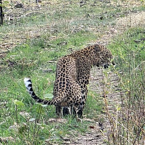 An elusive leopard at Pench